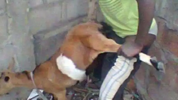 Kenyan man caught having sex with goat